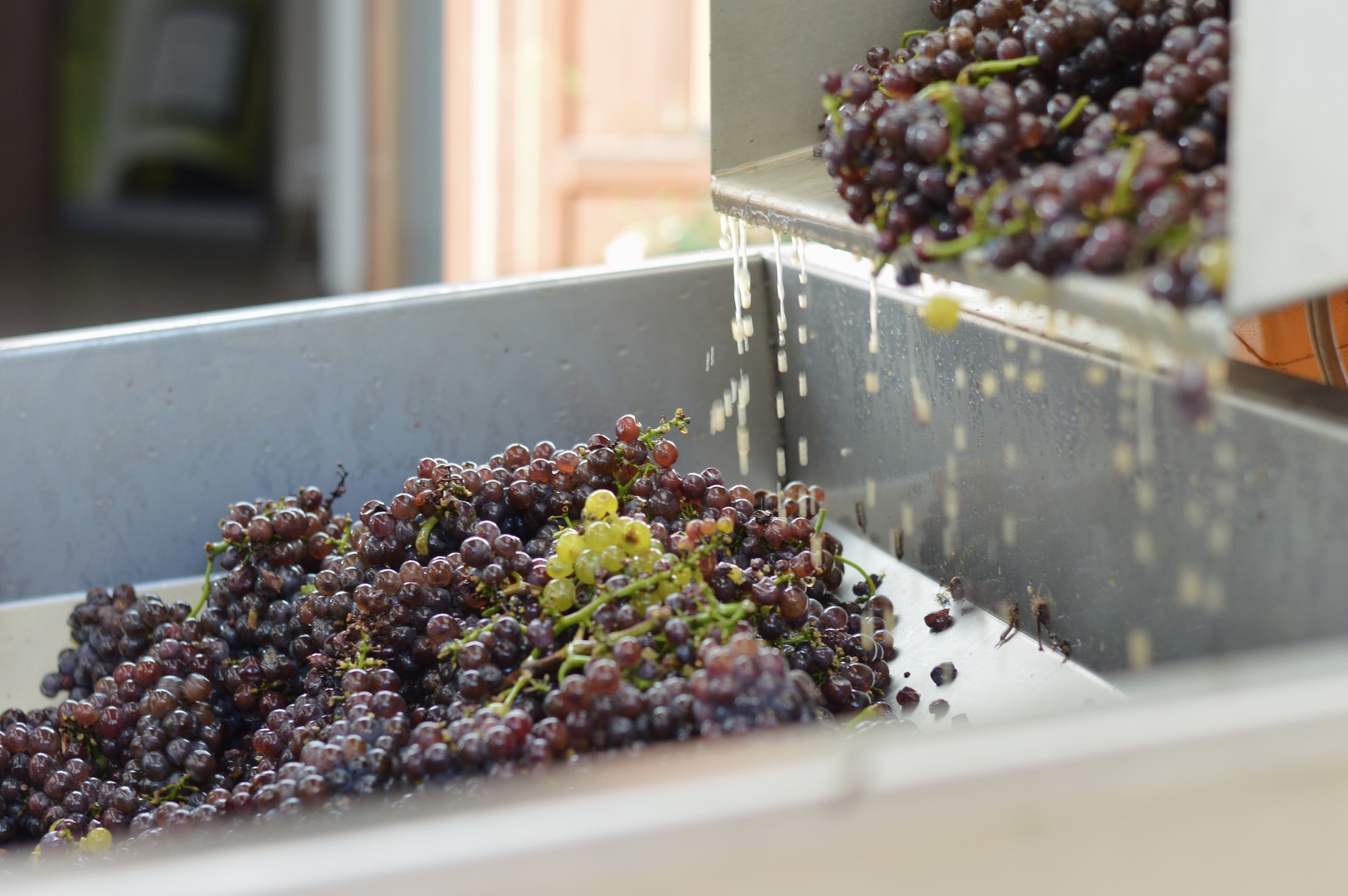 vendemmia 2025