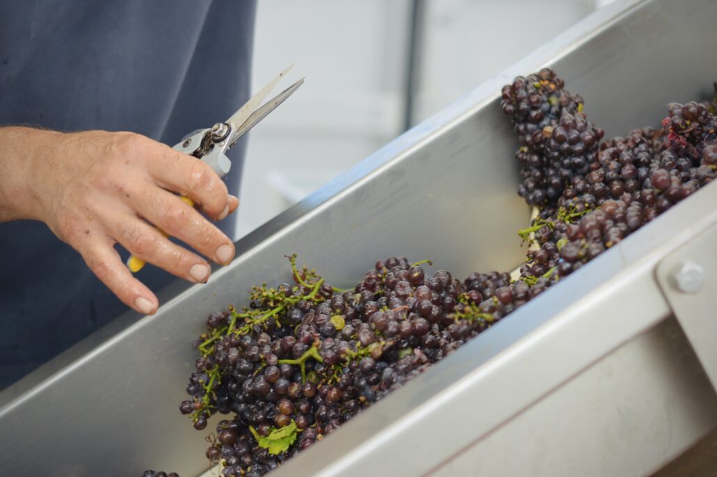 vendemmia 2025