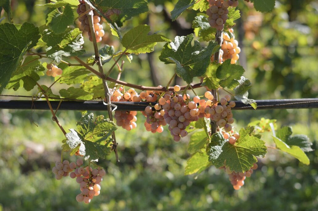 vendemmia 2025 traminer