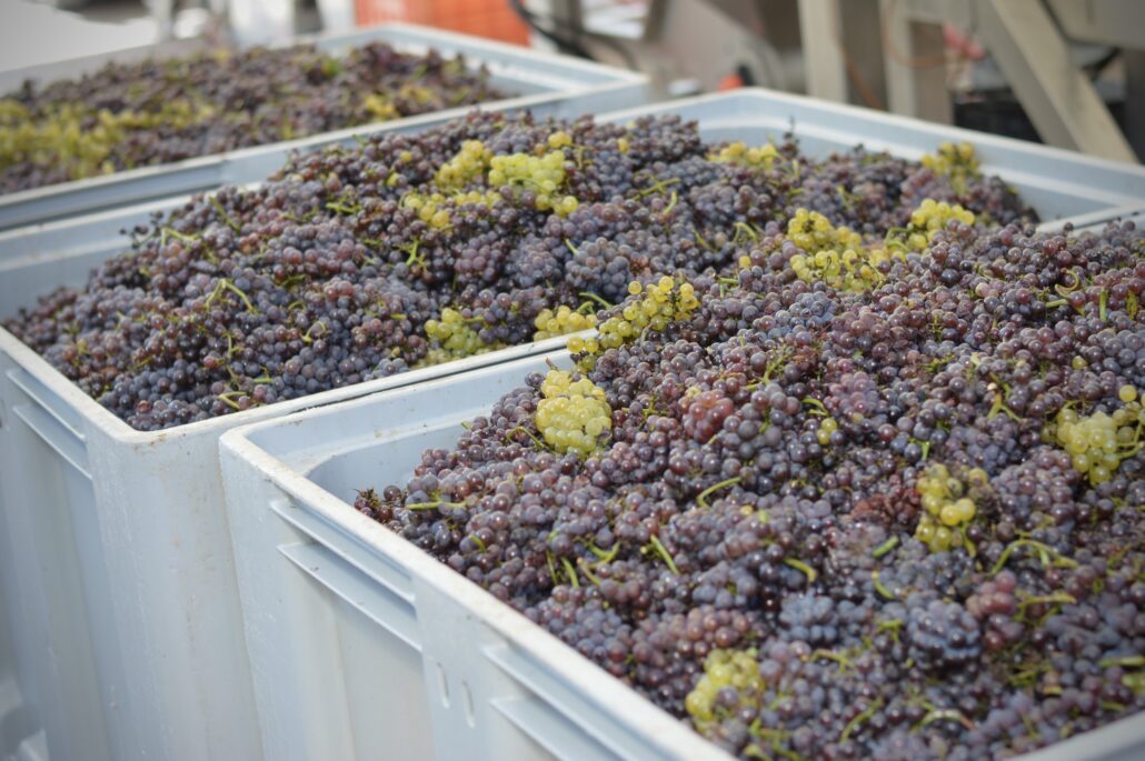 vendemmia 2025